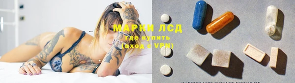 сатива Новозыбков